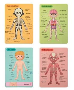 Tooky Toy Magnetic Body Chart -KidKraft Store E01 TH842 3